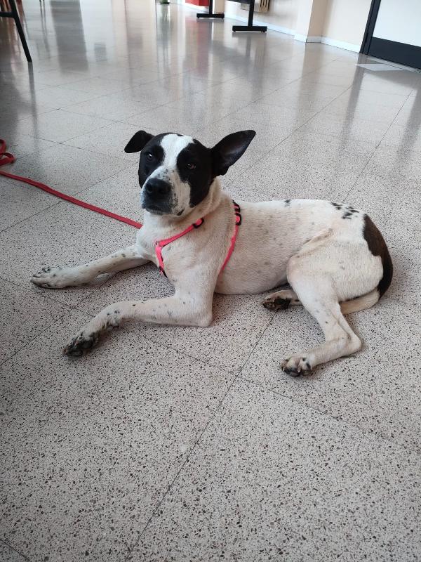 Alice - Un Anno (Nata Indicativamente Il 29 Febbraio 2024) - Simil Amstaff/Pointer - Taglia: Media - Carattere: Molto Affettuosa, Buona, Giocherellona
